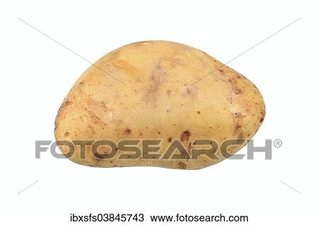 "Potato, Heidi variety" View Large Photo Image Stock Image - "Potato, Heidi variety". Fotosearch