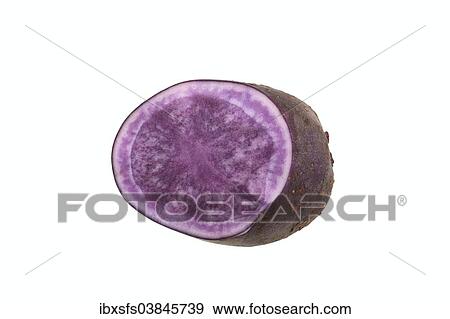 "Potato, """"Herrmanns Blaue"""" variety, cut in half" View Large Photo Image Stock Photo - "Potato, """"Herrmanns Blaue"""" variety, cut in half". Fotosearch