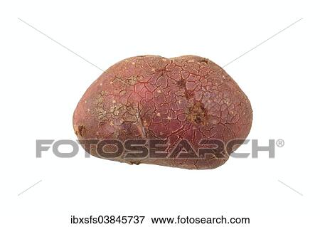 "Potato, Highland Burgundy Red variety" View Large Photo Image Stock Photo - "Potato, Highland Burgundy Red variety". Fotosearch