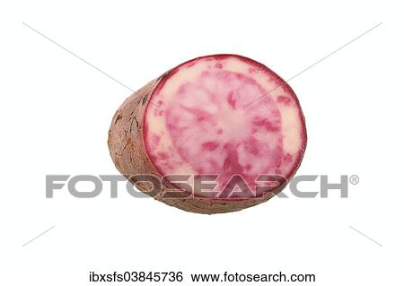 "Potato, Highland Burgundy Red variety, cut in half" View Large Photo Image Stock Photograph - "Potato, Highland Burgundy Red variety, cut in half". Fotosearch