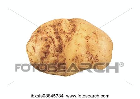 "Potato, """"Industrie"""" variety" View Large Photo Image Picture - "Potato, """"Industrie"""" variety". Fotosearch