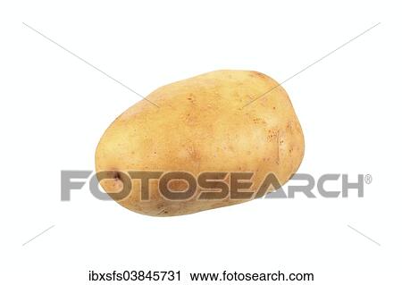 "Potato, Jelly variety" View Large Photo Image Stock Image - "Potato, Jelly variety". Fotosearch