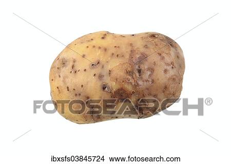 "Potato, La Bonnotte de Noirmoutier variety" View Large Photo Image Picture - "Potato, La Bonnotte de Noirmoutier variety". Fotosearch