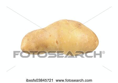 "Potato, La Ratte d'Ardeche variety" View Large Photo Image Stock Image - "Potato, La Ratte d'Ardeche variety". Fotosearch