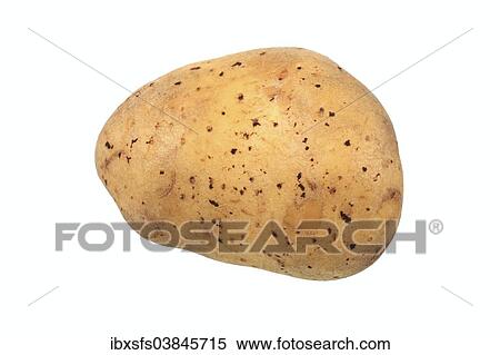 "Potato, """"Linda"""" variety" View Large Photo Image Stock Photography - "Potato, """"Linda"""" variety". Fotosearch