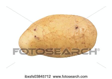 "Potato, Mayan Gold variety" View Large Photo Image Stock Image - "Potato, Mayan Gold variety". Fotosearch