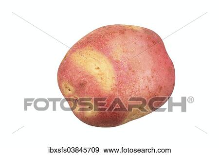 "Potato, Mayan Twilight variety" View Large Photo Image Stock Photo - "Potato, Mayan Twilight variety". Fotosearch