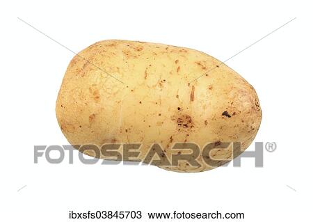 "Potato, """"Mehlige Muhlviertler"""" variety" View Large Photo Image Stock Image - "Potato, """"Mehlige Muhlviertler"""" variety". Fotosearch