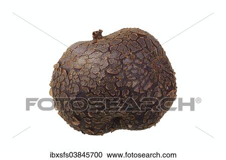 "Potato, """"Odenwalder Blaue"""" variety" View Large Photo Image Stock Image - "Potato, """"Odenwalder Blaue"""" variety". Fotosearch