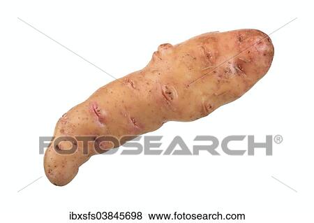 "Potato, Pink Fire Apple variety" View Large Photo Image Stock Photo - "Potato, Pink Fire Apple variety". Fotosearch