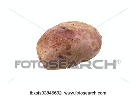 "Potato, """"Preussen"""" variety" View Large Photo Image Stock Image - "Potato, """"Preussen"""" variety". Fotosearch