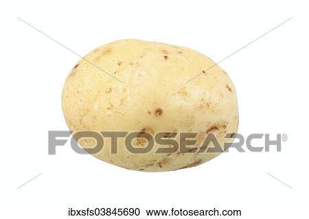 "Potato, """"Prinzen"""" variety" View Large Photo Image Stock Image - "Potato, """"Prinzen"""" variety". Fotosearch