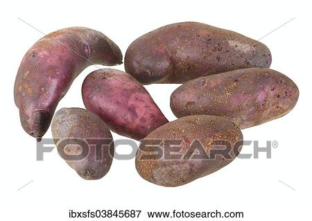 "Potato, Purple Eyed Seedling variety" View Large Photo Image Stock Photo - "Potato, Purple Eyed Seedling variety". Fotosearch