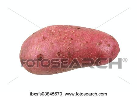 "Potato, Red Emmalie variety" View Large Photo Image Stock Image - "Potato, Red Emmalie variety". Fotosearch