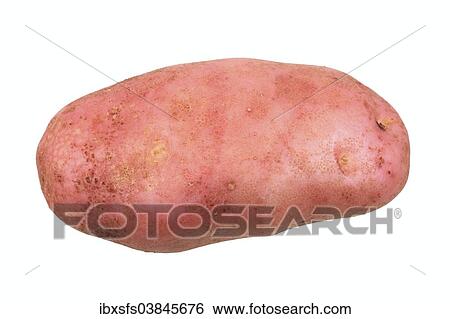 "Potato, Reichskanzler variety" View Large Photo Image Stock Photograph - "Potato, Reichskanzler variety". Fotosearch