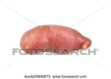 "Potato, Roseval variety" View Large Photo Image Stock Image - "Potato, Roseval variety". Fotosearch