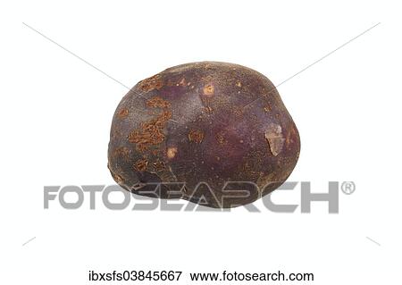 "Potato, """"Schwarze Ungarin"""" variety" View Large Photo Image Stock Photo - "Potato, """"Schwarze Ungarin"""" variety". Fotosearch