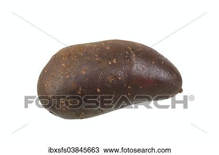 "Potato, Shetland Black variety" View Large Photo Image Stock Image - "Potato, Shetland Black variety". Fotosearch