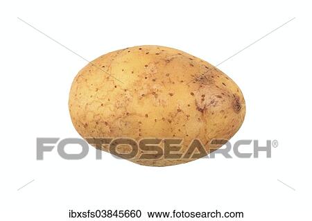 "Potato, Sieglinde variety" View Large Photo Image Stock Image - "Potato, Sieglinde variety". Fotosearch