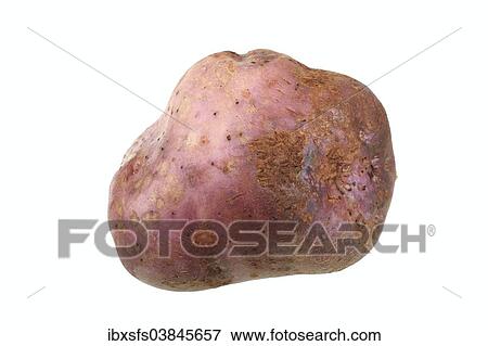 "Potato, Skerry Blue variety" View Large Photo Image Stock Photo - "Potato, Skerry Blue variety". Fotosearch