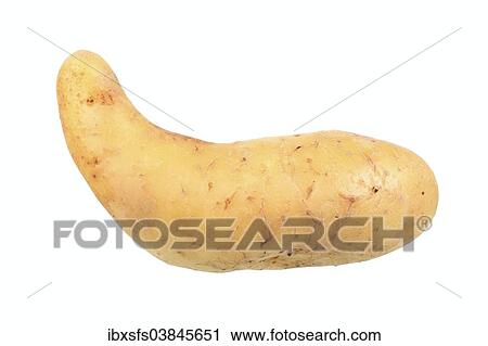 "Potato, """"Spargelkartoffel"""" variety" View Large Photo Image Stock Image - "Potato, """"Spargelkartoffel"""" variety". Fotosearch