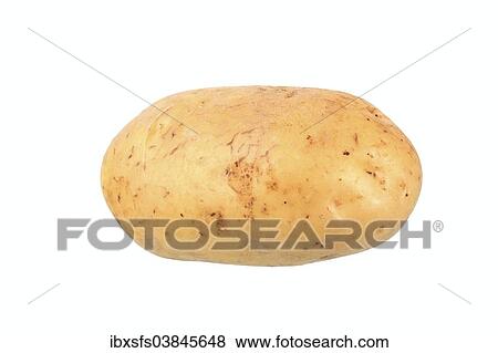 "Potato, Talent variety" View Large Photo Image Stock Photo - "Potato, Talent variety". Fotosearch