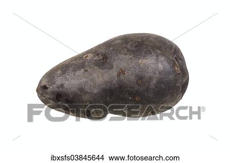 "Potato, Violetta variety" View Large Photo Image Picture - "Potato, Violetta variety". Fotosearch