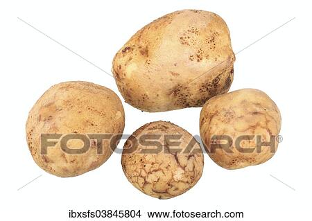 Picture - "Potatoes, """"Ackersegen"""" variety". Fotosearch