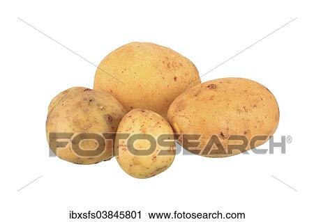 "Potatoes, Agria variety" View Large Photo Image Stock Image - "Potatoes, Agria variety". Fotosearch