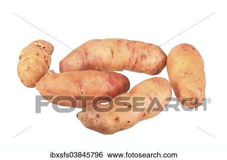 "Potatoes, """"Angeliter Tannenzapfen"""" variety" View Large Photo Image Stock Photograph - "Potatoes, """"Angeliter Tannenzapfen"""" variety". Fotosearch