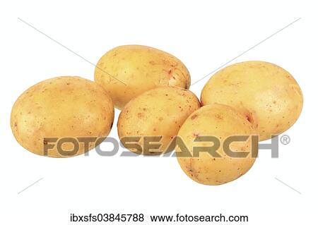 "Potatoes, Augusta variety" View Large Photo Image Stock Photo - "Potatoes, Augusta variety". Fotosearch