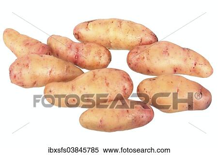 "Potatoes, """"Bamberger Hornchen"""" variety" View Large Photo Image Stock Photography - "Potatoes, """"Bamberger Hornchen"""" variety". Fotosearch