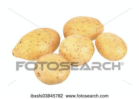 "Potatoes, Belana variety" View Large Photo Image Stock Image - "Potatoes, Belana variety". Fotosearch