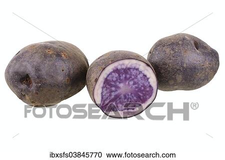 "Potatoes, """"Blauer Schwede"""" variety" View Large Photo Image Stock Image - "Potatoes, """"Blauer Schwede"""" variety". Fotosearch
