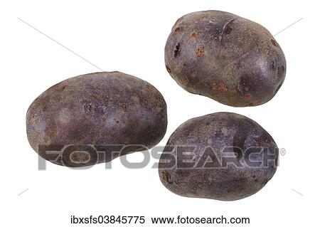 "Potatoes, """"Blauer Schwede"""" variety" View Large Photo Image Stock Photography - "Potatoes, """"Blauer Schwede"""" variety". Fotosearch