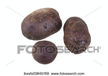 "Potatoes, Blue Salad Potato" View Large Photo Image Stock Photo - "Potatoes, Blue Salad Potato". Fotosearch