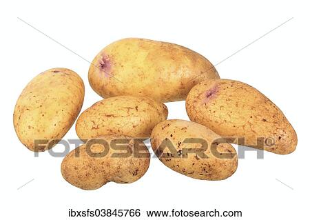 "Potatoes, Catriona variety" View Large Photo Image Stock Photograph - "Potatoes, Catriona variety". Fotosearch