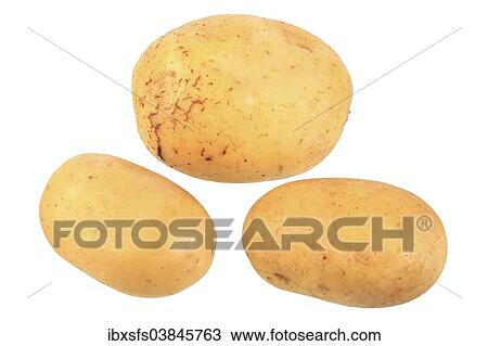 "Potatoes, Concordia variety" View Large Photo Image Stock Image - "Potatoes, Concordia variety". Fotosearch