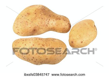 Stock Photo - "Potatoes, Heideniere variety". Fotosearch