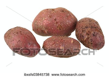 "Potatoes, Highland Burgundy Red variety, Highland" View Large Photo Image Stock Photo - "Potatoes, Highland Burgundy Red variety, Highland". Fotosearch