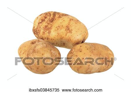 "Potatoes, """"Industrie"""" variety" View Large Photo Image Stock Photography - "Potatoes, """"Industrie"""" variety". Fotosearch