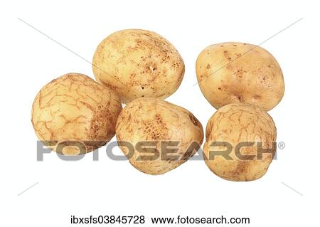 "Potatoes, La Barotte variety" View Large Photo Image Stock Photo - "Potatoes, La Barotte variety". Fotosearch