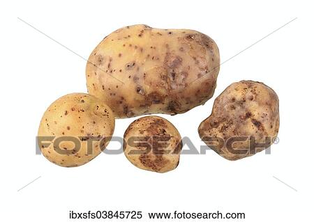 "Potatoes, La Bonnotte de Noirmoutier variety" View Large Photo Image Stock Photography - "Potatoes, La Bonnotte de Noirmoutier variety". Fotosearch