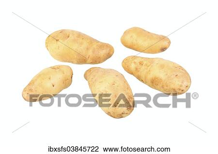 "Potatoes, La Ratte d'Ardeche variety" View Large Photo Image Stock Image - "Potatoes, La Ratte d'Ardeche variety". Fotosearch