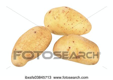 "Potatoes, Mayan Gold variety" View Large Photo Image Stock Image - "Potatoes, Mayan Gold variety". Fotosearch