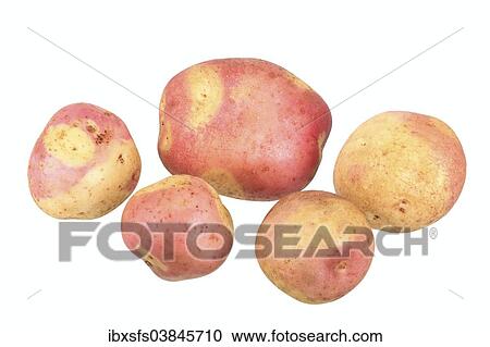Stock Image - "Potatoes, Mayan Twilight variety". Fotosearch