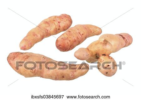 "Potatoes, Pink Fire Apple variety" View Large Photo Image Stock Photo - "Potatoes, Pink Fire Apple variety". Fotosearch