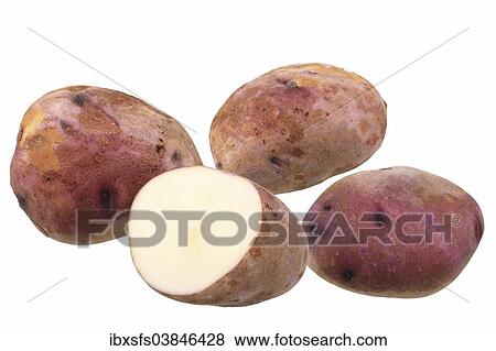 "Potatoes, """"Preussen"""" variety, one cut in half" View Large Photo Image Stock Photo - "Potatoes, """"Preussen"""" variety, one cut in half". Fotosearch