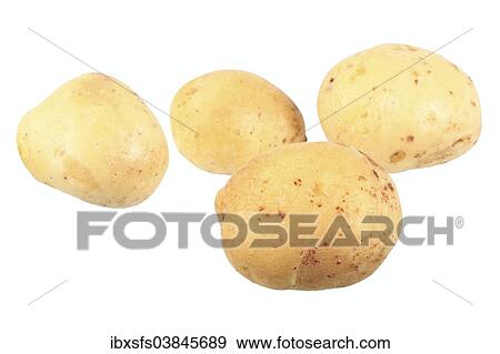 "Potatoes, """"Prinzen"""" variety" View Large Photo Image Stock Photo - "Potatoes, """"Prinzen"""" variety". Fotosearch