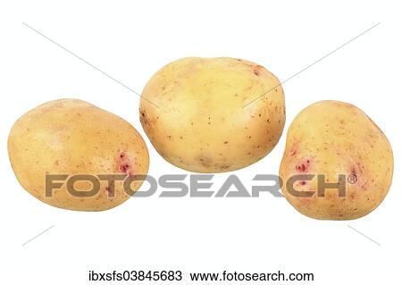 "Potatoes, Quarta variety" View Large Photo Image Stock Image - "Potatoes, Quarta variety". Fotosearch